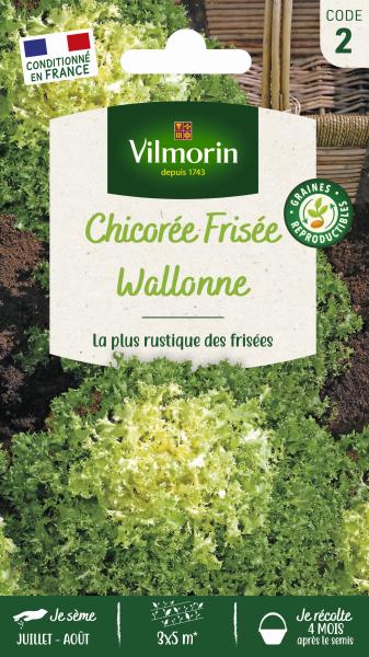 Potagères - Chicorée Frisée Wallonne race Lorca - PACKAGING_RECTO